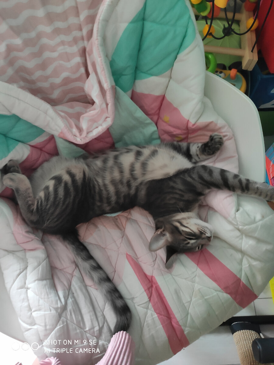 Пушистое чудо спит💗