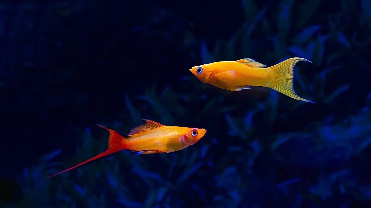 фото Яндекс картинки.