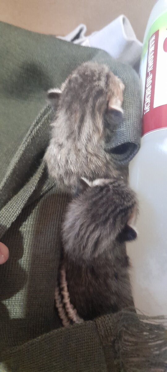 Котьи дети наелись и спят