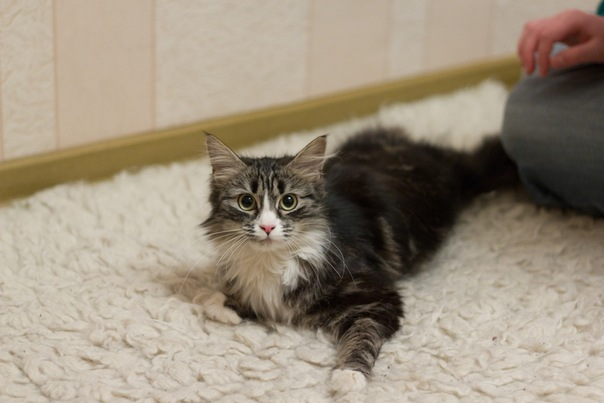 Фото взято с яндекс-картинок