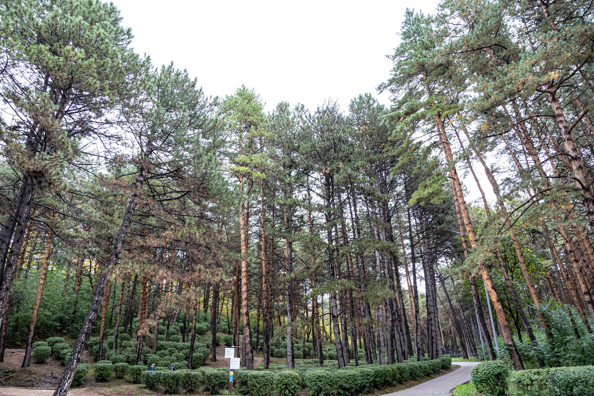 1. Высокие сосны перед началом серпантинного подъёма на гору Красное солнышко.