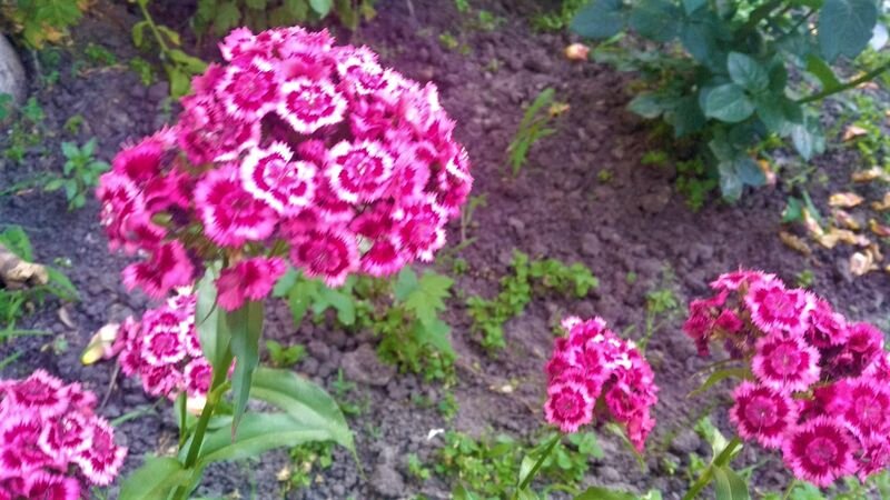  Гвоздика турецкая. Фото автора.