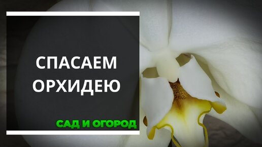 Как заставить орхидею выпустить цветонос в домашних условиях