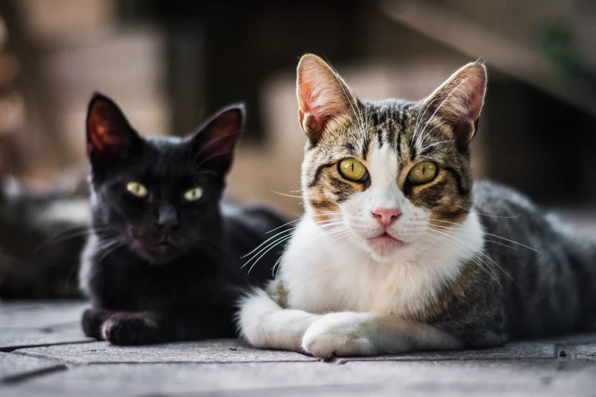 Кошки