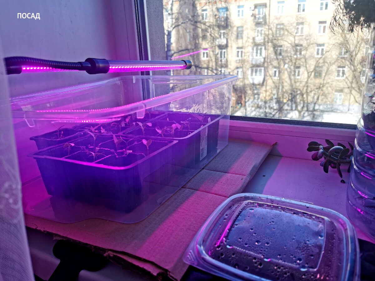 Стенки короба вдвое выше стаканчиков.