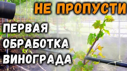 Первая обработка винограда