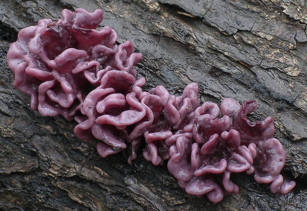 File:Fistulina hepatica fungus beneath an oak tree, Hollands Wood, New Forest - 