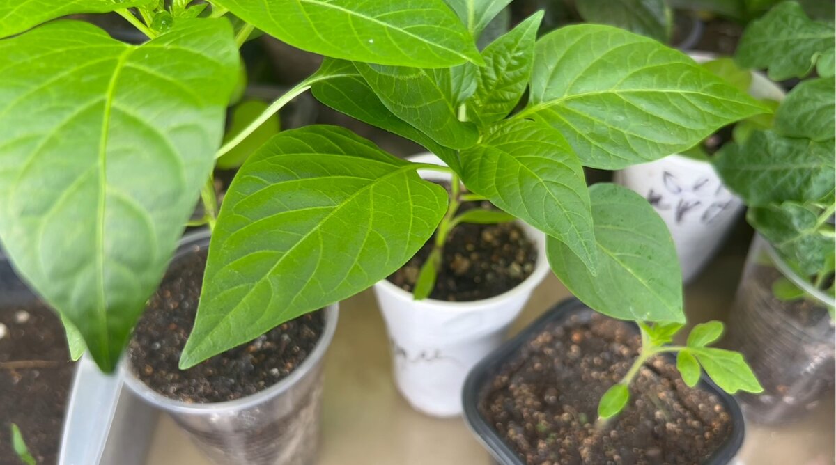 рассада перца и молодые всходы томатов