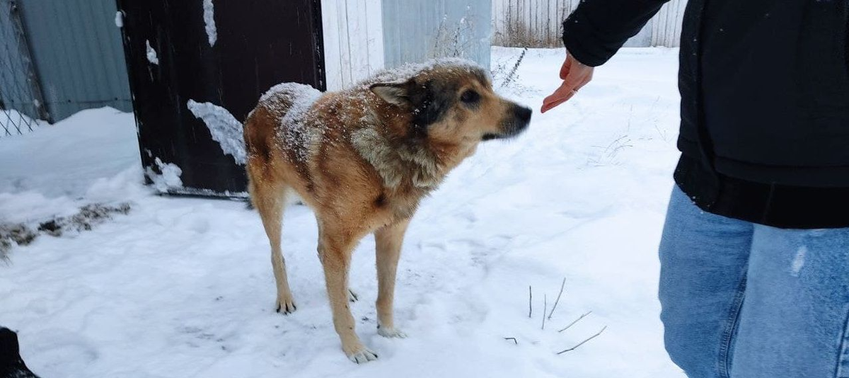 Знакомьтесь, тюремный пес Джек. Фото: Андрей Клеймёнов, "Глобус"