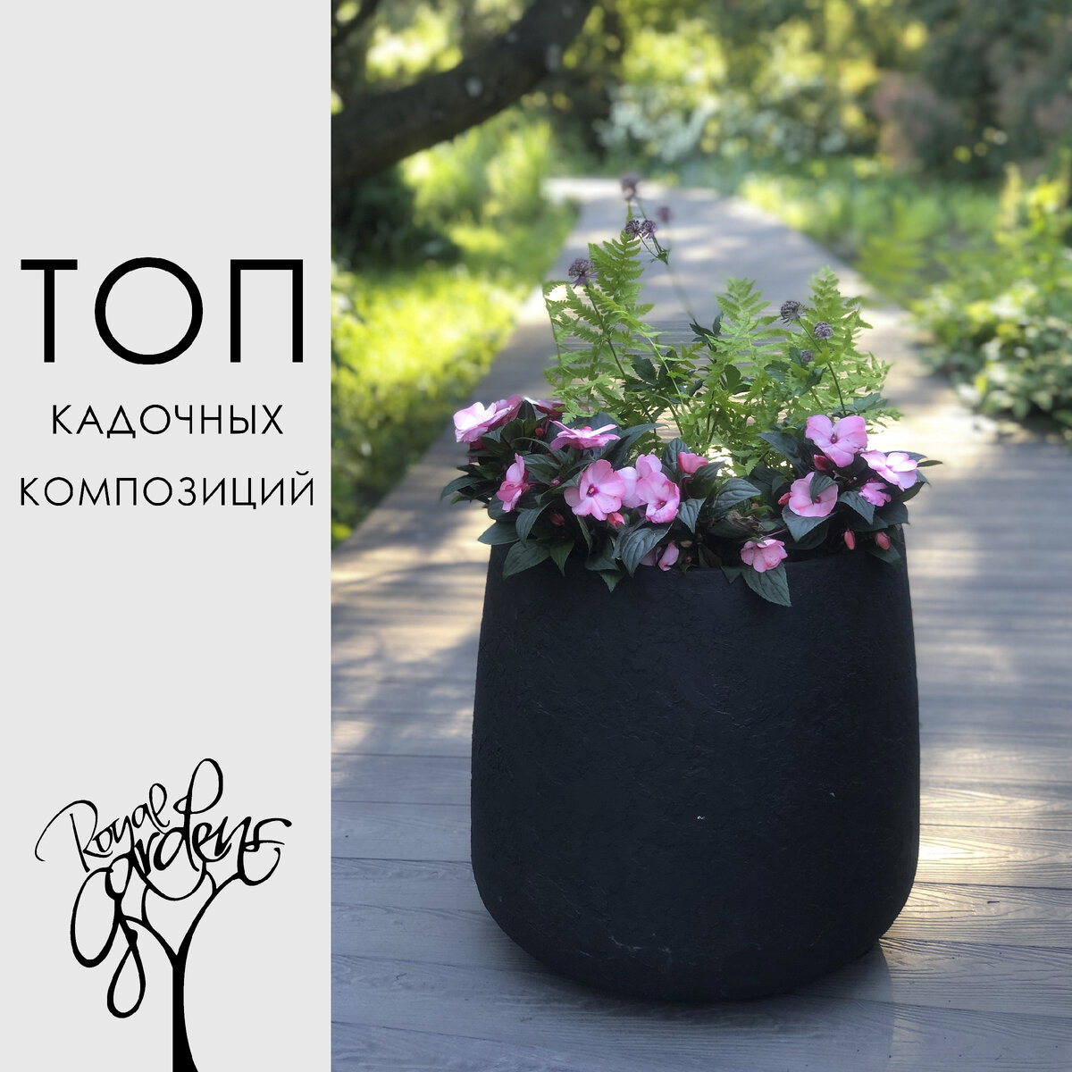 Всем привет! 🧝🏼‍♀ ⠀
В разгар лета самое время сохранить себе в закладки 100% сочетания растений для кадочного оформления балкона, террасы, веранды или просто входной группы в дом🔝
⠀
👉🏻Самый важный фактор, который я учитываю, составляя композиции, это ❗количество света❗ в пространстве, которое предстоит оформить. Именно освещение диктует ассортимент для кашпо. Если посадить в тень петунию или тагетес (бархатцы), вскоре получим нецветущую композицию, для формирования цветочных почек у этих летников важно достаточное количество солнца.
⠀
🌚В теневых или полутеневых уголках смело используем:
🔹бальзамин новогвинейский;
🔹бегонию клубневую;
🔹колеус;
🔹сальвию;
🔹капусту декоративную;
🔹хедеру (плющ);
🔹гелихризум черешковый;
🔹ипомею батат;
🔹осоку ржавопятнистую;
🔹карликовые сорта папоротников.
⠀
🌞Для солнечных мест хороши следующие персонажи:
🔸петуния гибридная;
🔸бегонии клубневая и вечноцветущая;
🔸сальвия;
🔸цинерария приморская;
🔸тагетес (бархатцы);
🔸лобелия;
🔸диасция;
🔸просо африканское;
🔸ипомея батат;
🔸капуста декоративная;
🔸калибрахоа;
🔸сцевола;
🔸вербена;
🔸резуха;
🔸дихондра;
🔸гелихризум черешковый;
🔸вербейник монетчатый;
🔸осока (карликовые сорта и виды)
🔸пеннисетум.
⠀
Несколько слов о приёмах, которые соблюдаю в кадочном оформлении:
⠀
1. При подборе композиции не пренебрегайте многолетними растениями с фактурной листвой. Например, для теневых кадок можно смело использовать дармеру щитовидную или карликовые сорта папоротников🌿
⠀
2. Включайте в композицию ампельные (свисающие) растения, они всегда добавляют шарм композиции 🍃
⠀
3. Используйте злаки, они добавят «воздух» и шарм, а так же уравновесят композицию если в ней использованы массивные «помпоны» бархатцев или крупные соцветия бегонии клубневой🌾
⠀
4. Если не складывается комбинация из нескольких видов растений, то смело используйте монопосадку из одного вида. Зачастую выглядит эффектнее, чем сомнительный «винегрет»🌺
⠀
5. Старайтесь не пестрить с горшками. Любое оформление эффектно выглядит, если взять одну серию кашпо, но разных размеров, как у меня в карусели🌵