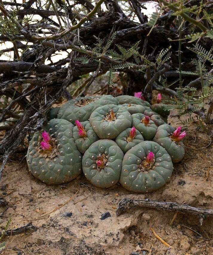 Яндекс картинки.