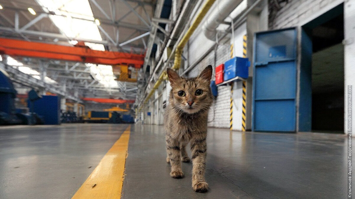 источник фото: fotocdn.net