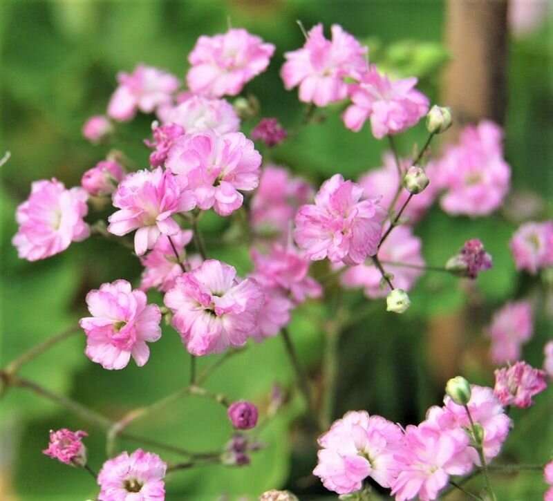  Листайте галерею. Гипсофила многолетняя paniculata. Фото с сайта: https://goo.su/kAz4r