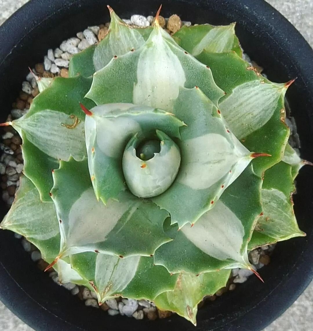 Agave potatorum cv Ouhi-Raijin @saber.naoto531