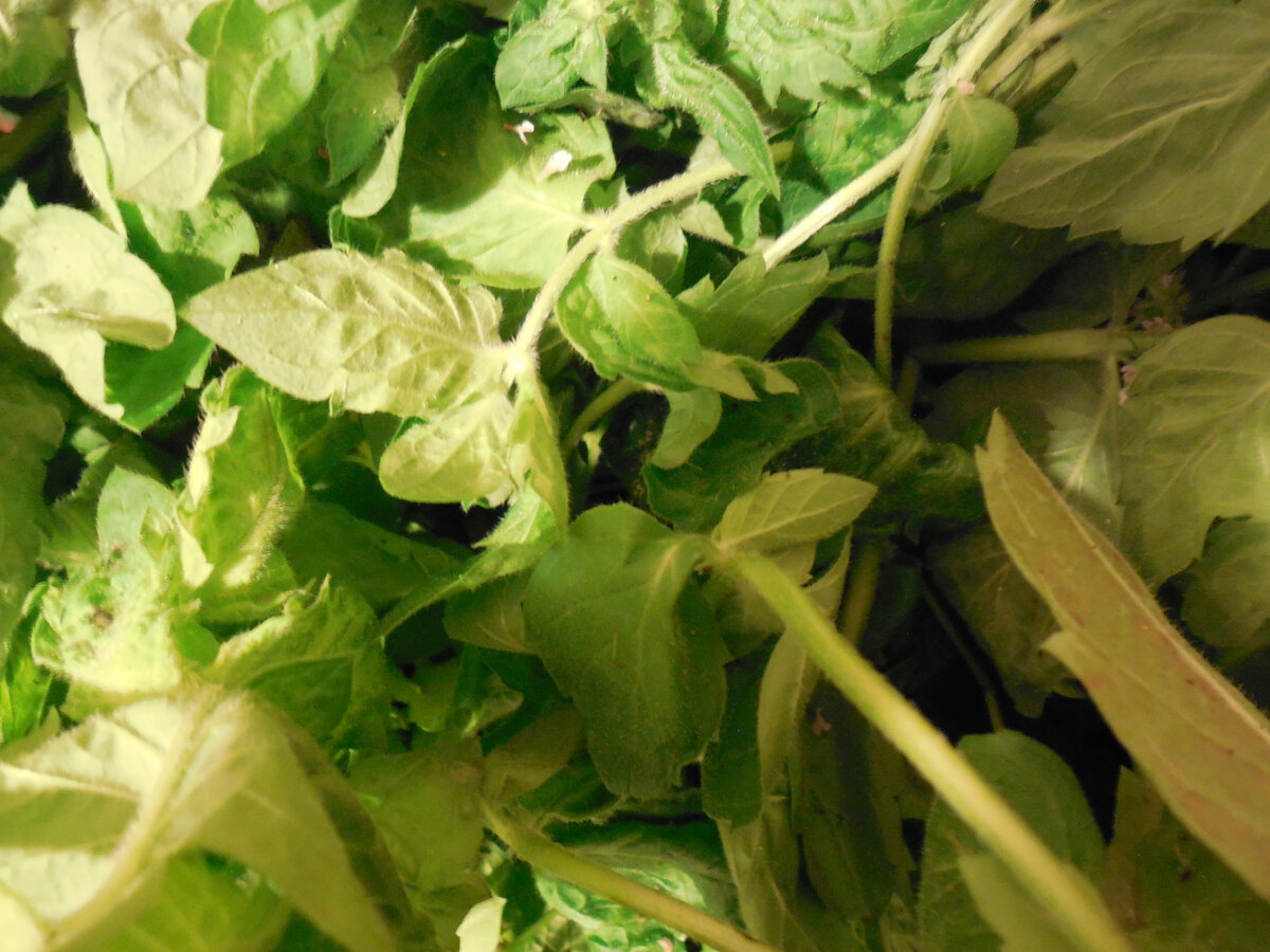 Свежая мята