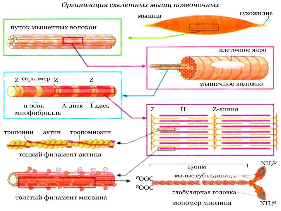 Биохимия мышечная. Строение мышечной клетки биохимия. Биохимия мышц биохимия нервной системы. Строение мышечного волокна скелетной мышечной ткани. Схема мышечного сокращения биохимия.