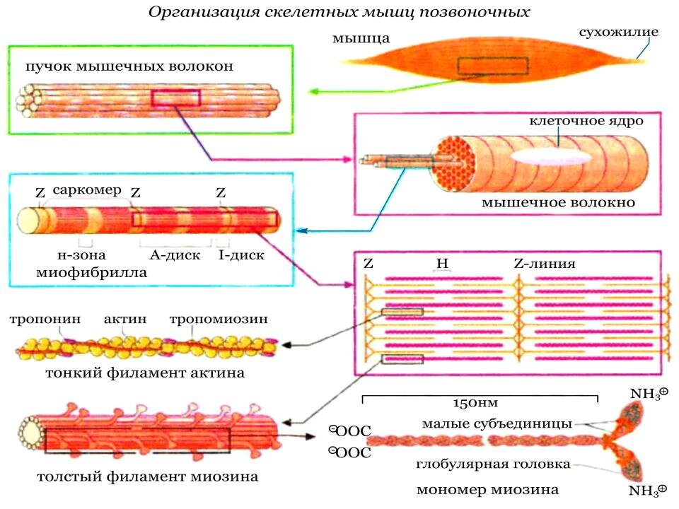 Схема строения мышечного волокна