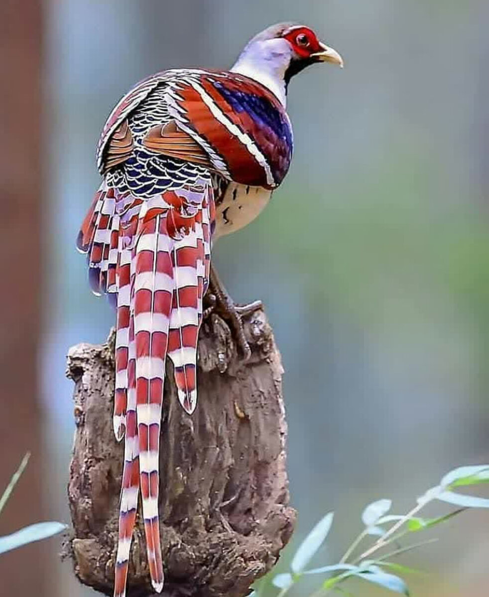 Фазан Эллиота