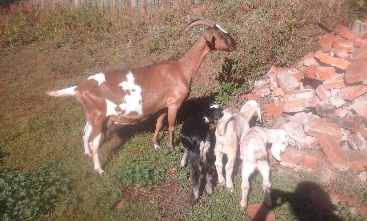 Третья - Дарси.