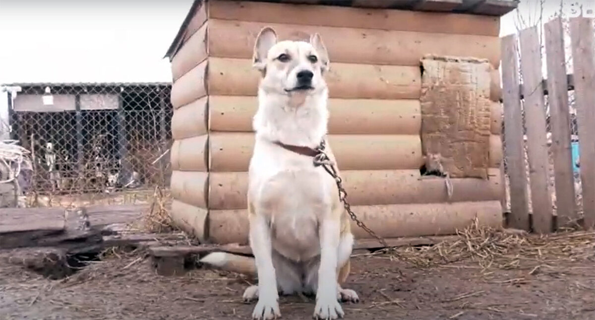 В приюте АНО «Право на жизнь»