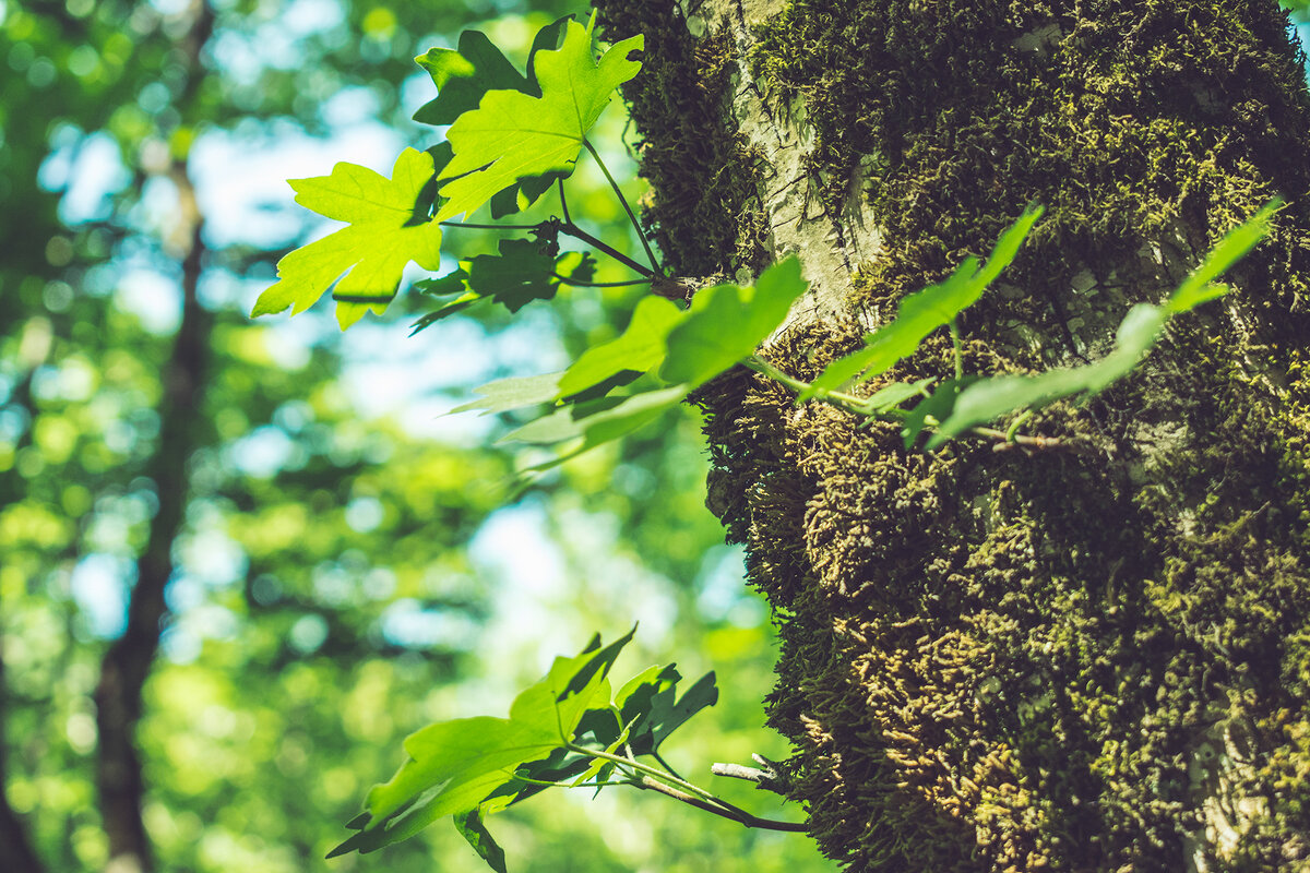 Это буду не я, если не сфотографирую листочки, мох и так далее))