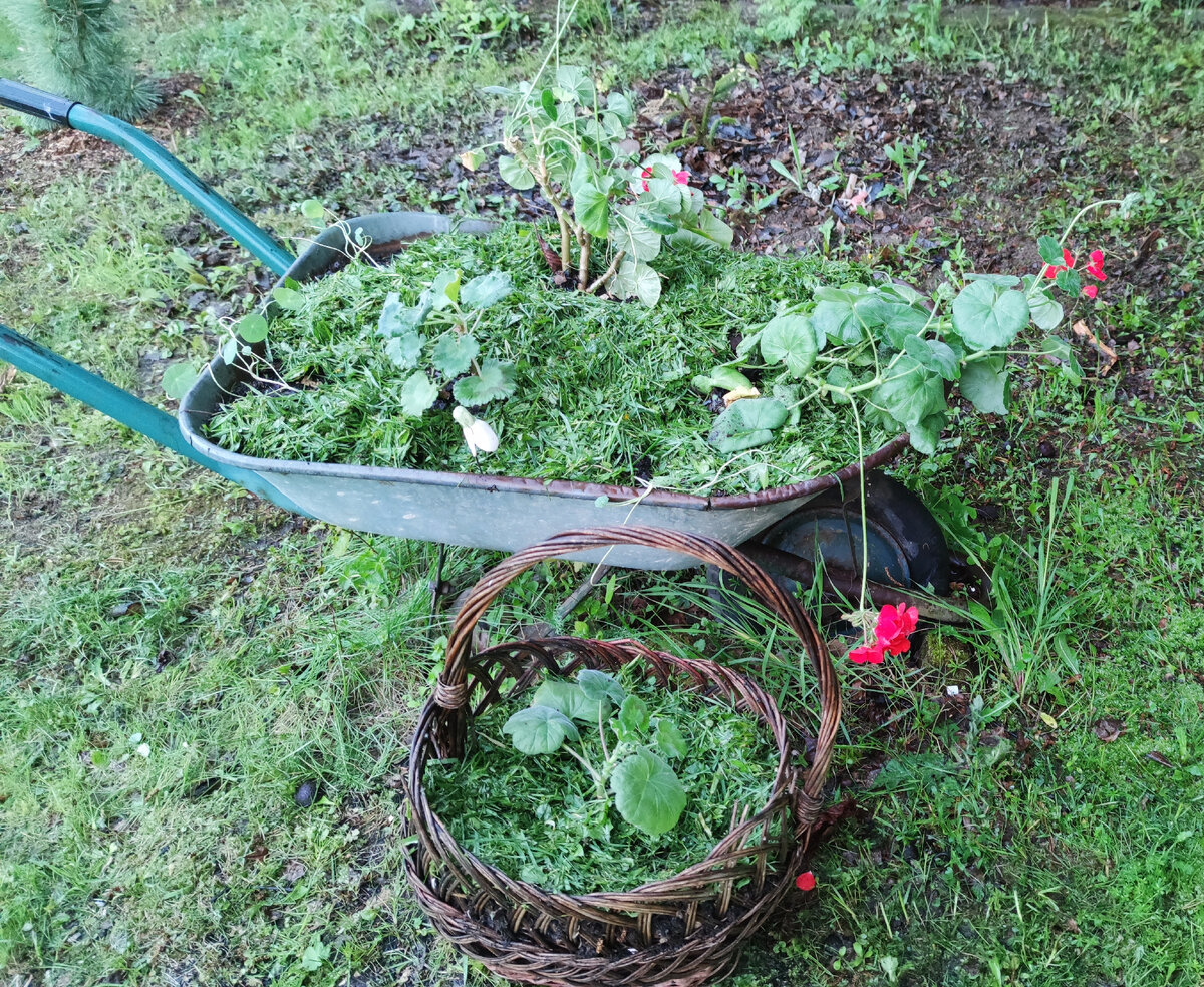 Герань ничуть не хуже, а пока она приживается. Кстати, замульчировала ее травой, что бы  постоянно ее не полоть. 