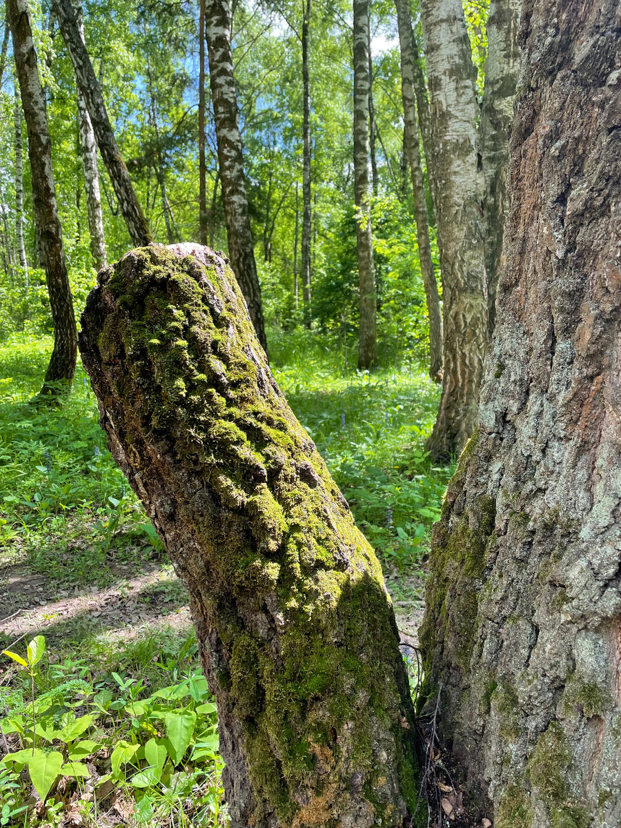 Мох ежедневно освещен солнцем. Место не очень влажное