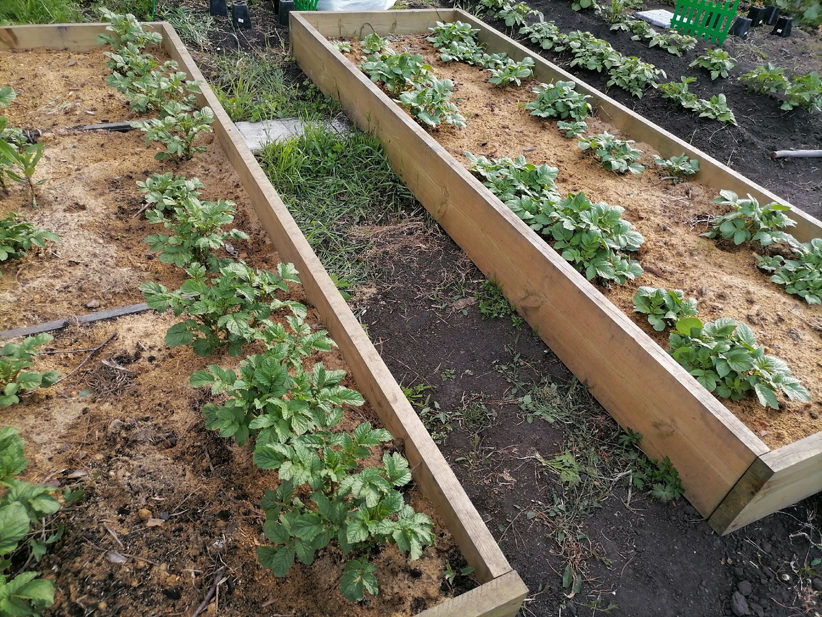 В левой грядке Ред Леди, в правой Ароза