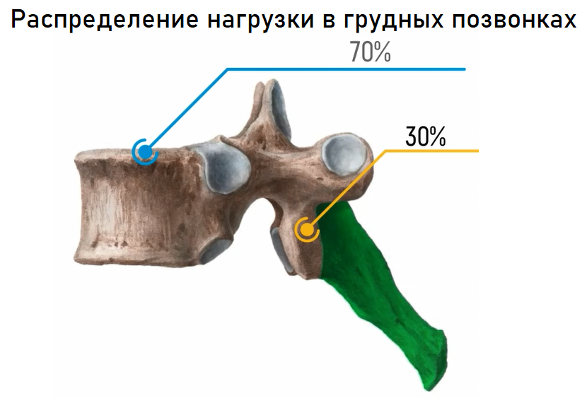 Как распределяется нагрузка в грудных позвонках