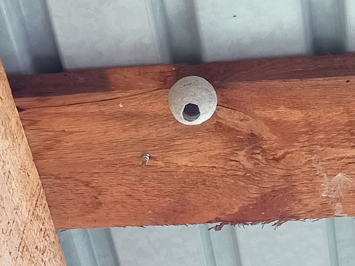 Осиное гнездо под крышей