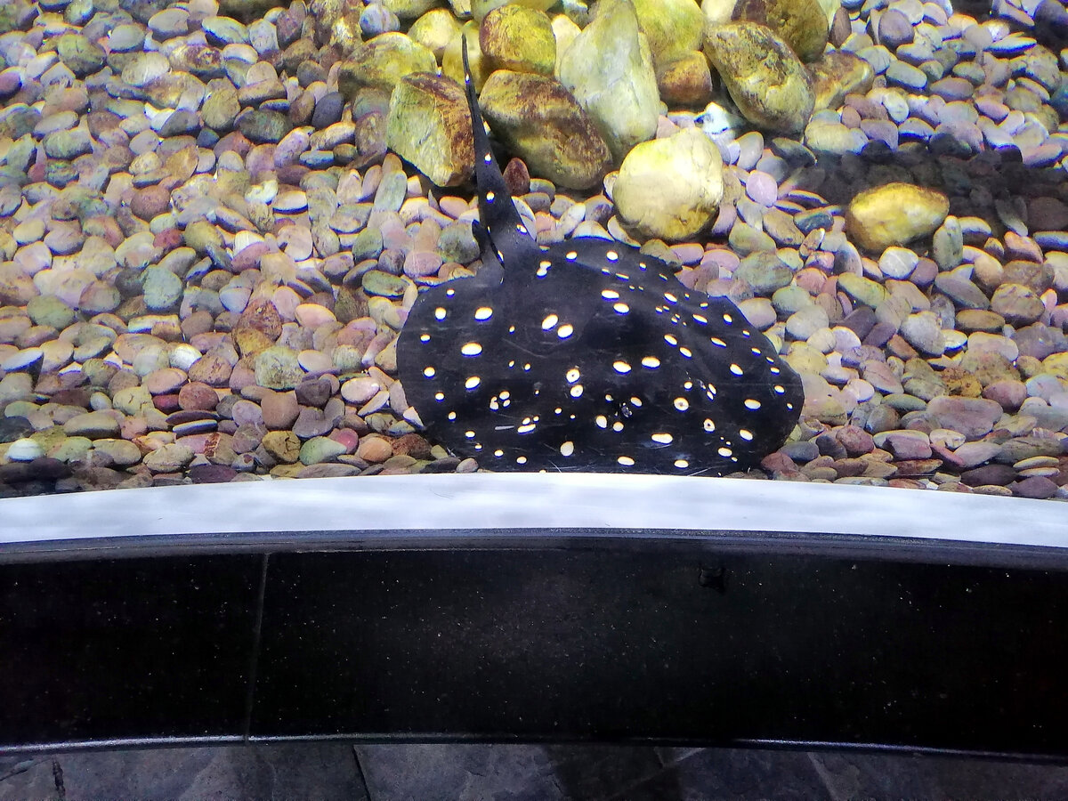 Погладь гимнота!