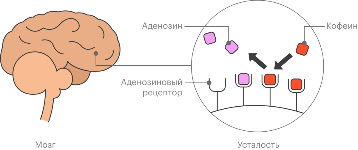 Кофеин связывается с аденозиновыми рецепторами и не дает мозгу отправлять нас на боковую