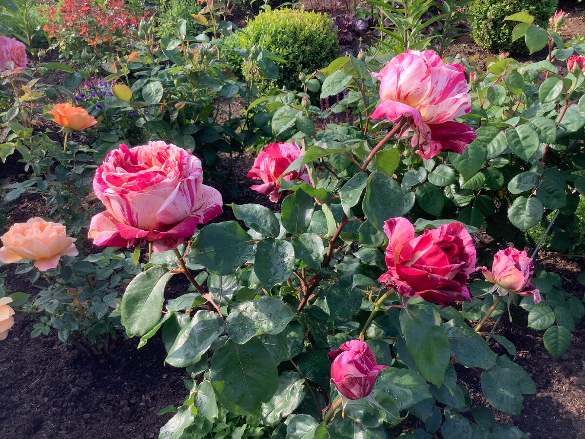 Роза Ottavio Missoni. Июнь 2022 года. 