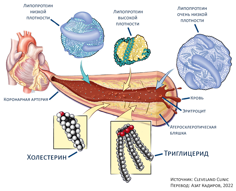Липиды и липопротеины. Фракции холестерина. Холестерин все фракции. Ген рецептора ЛПНП.
