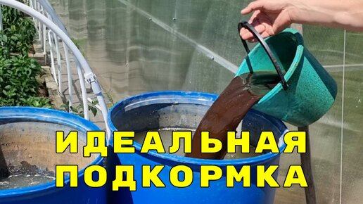 Куриный настой для подкормки огурцов