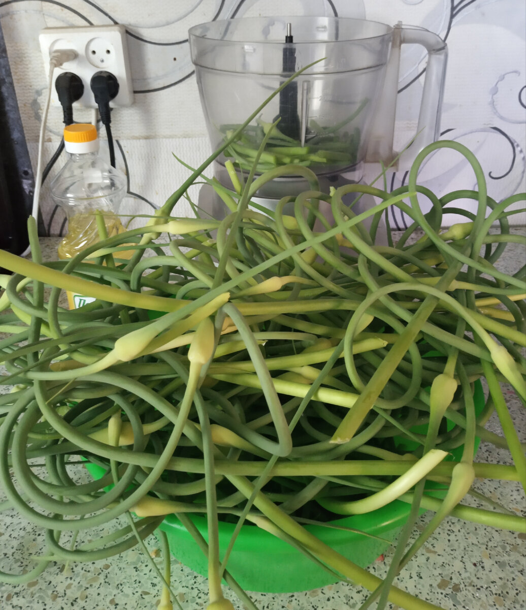 Никогда не выбрасывайте чесночные стрелки - это полезный и вкусный продукт!