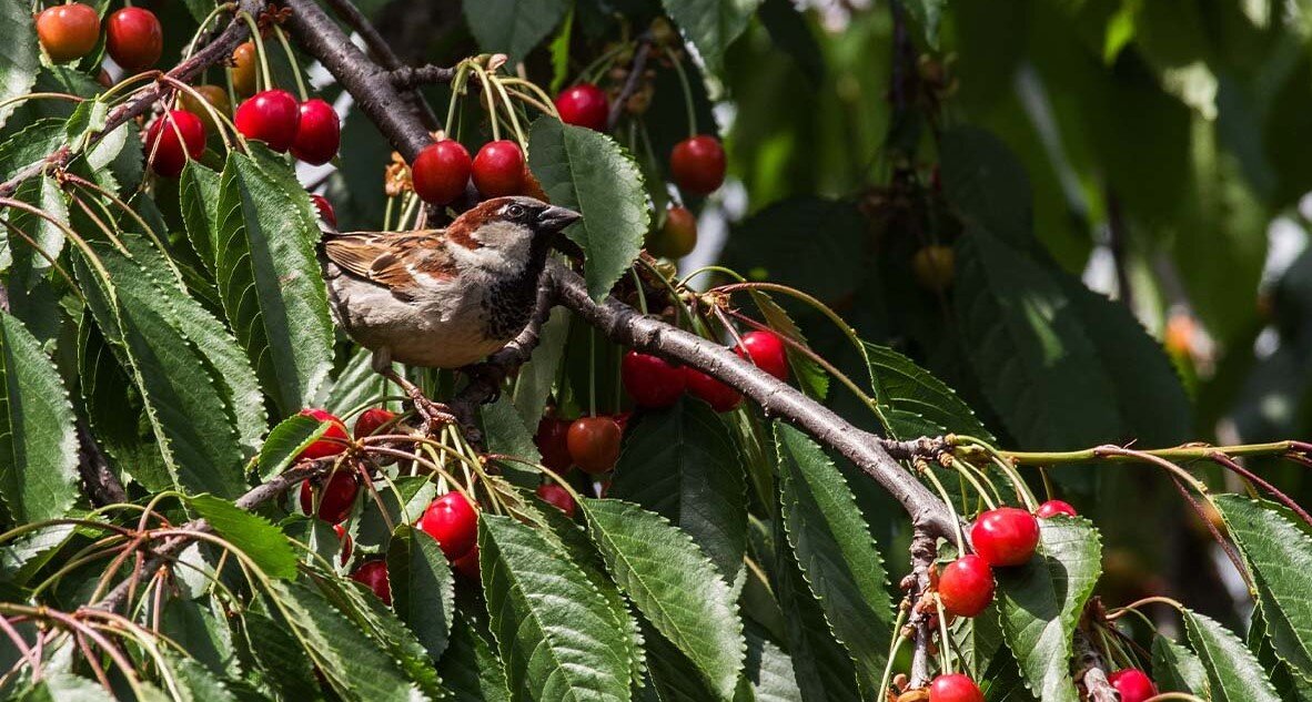 Все любят вишню