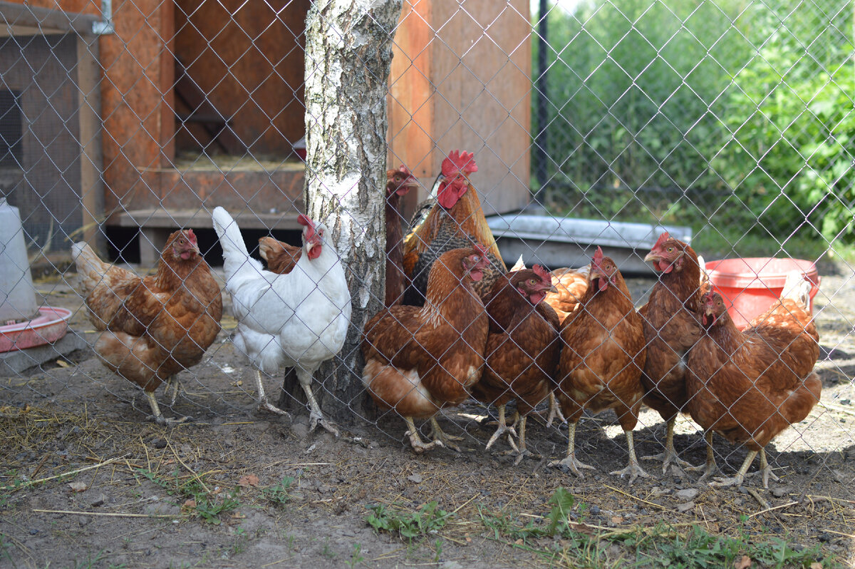 Петух и курицы