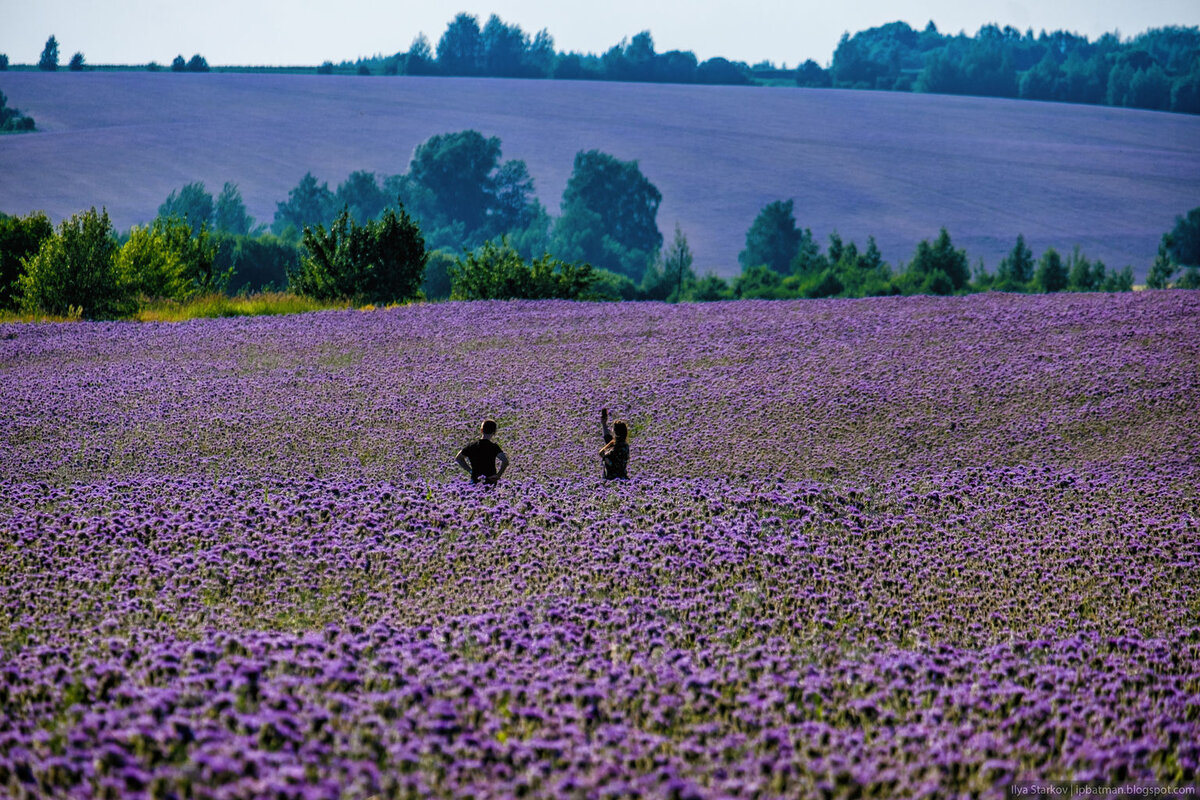 Вересковые поля Мане