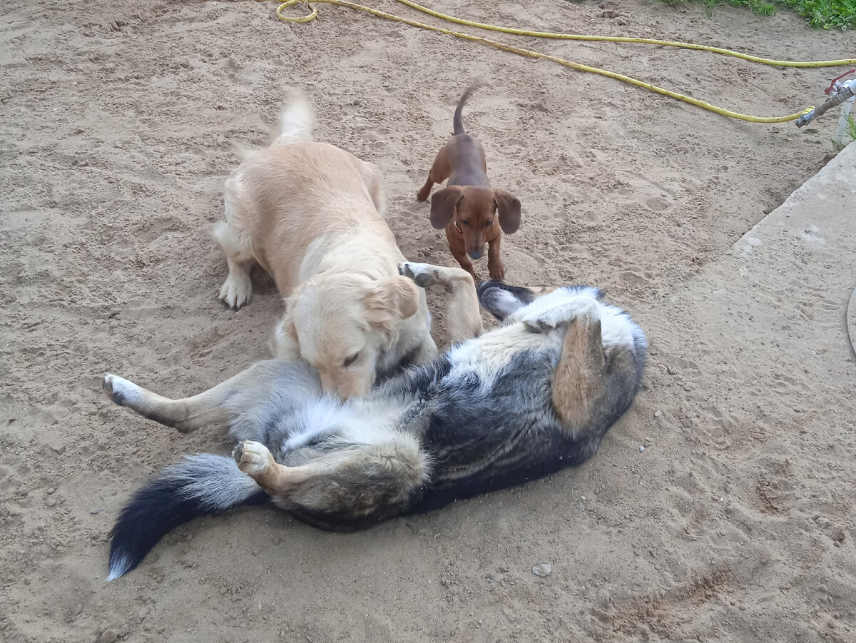 Частая течка у собаки🤔. Расщепленная течка. | Из жизни собачника🐶 и  конника🐎 | Дзен