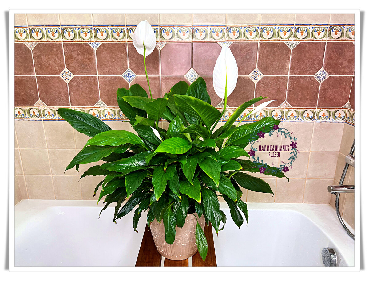 После нынешней, третьей по счёту в его жизни, пересадки. Чувствует себя отлично и продолжает цветение. 