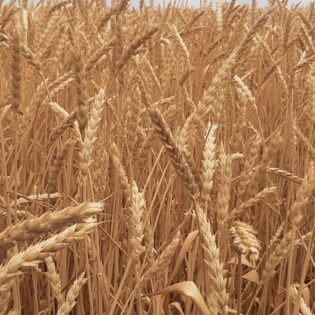 Пшеница 