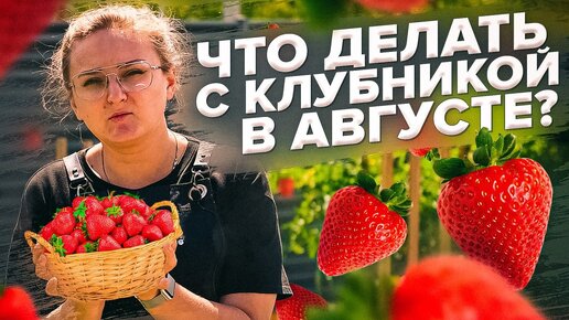 ЗЕМЛЯНИКА после ПЛОДОНОШЕНИЯ. Что делать с клубникой в августе?