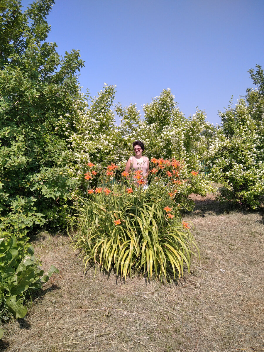 Этот шикарный жасмин и простоватый лилейник - наследство мамы-свекрови.