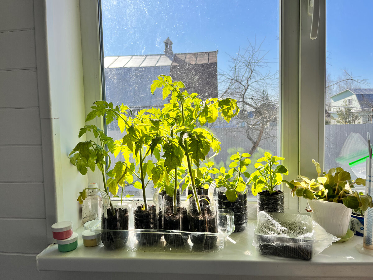 Рассада Любаши 