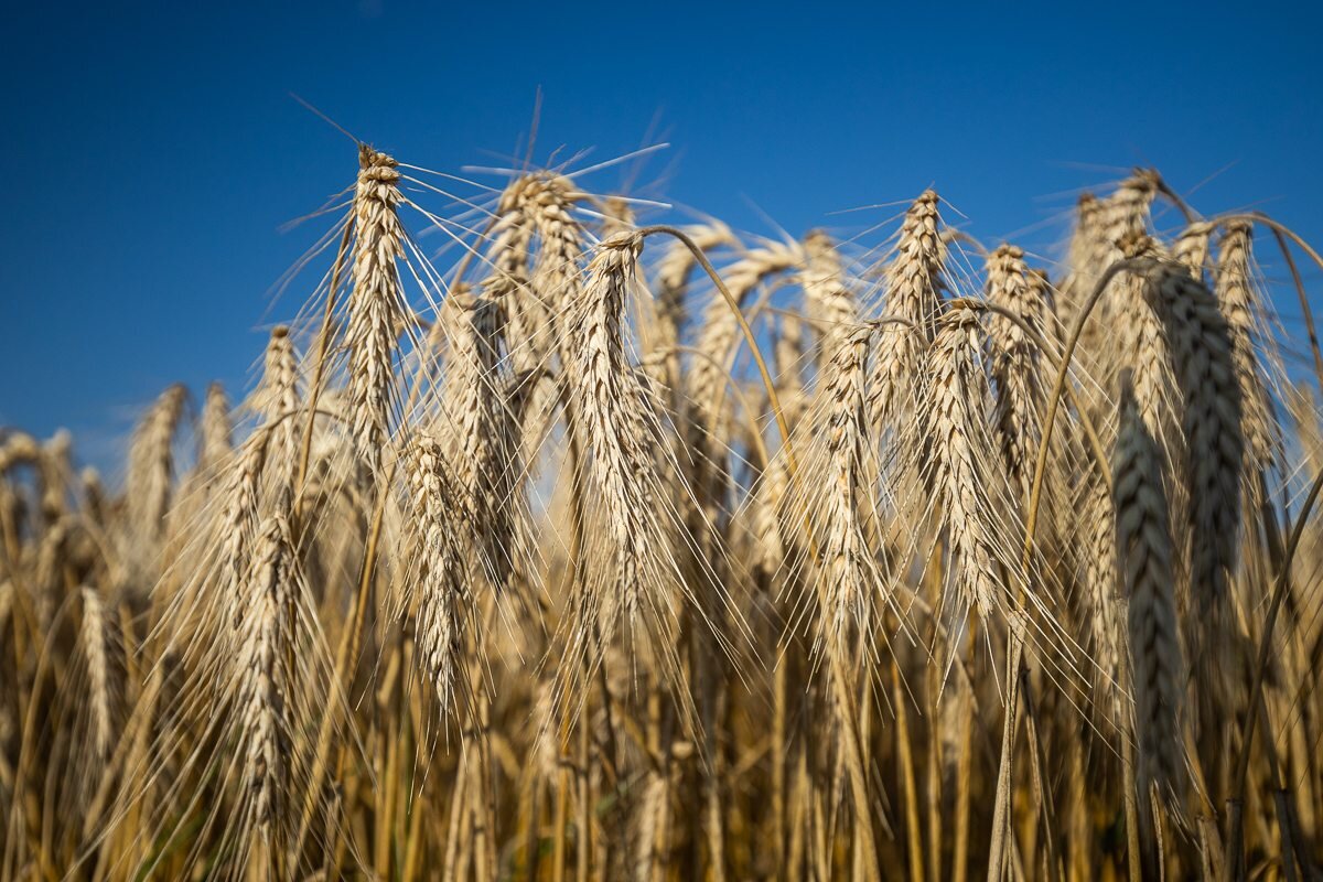 зерновые в беларуси