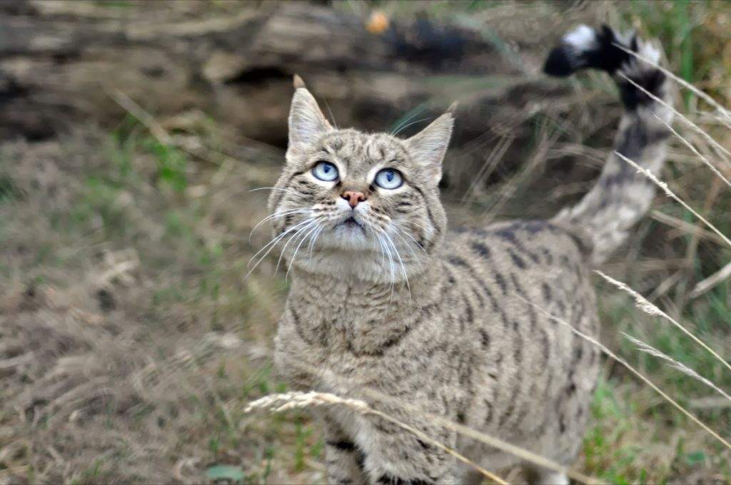 Ещё одна причина исчезновения — браконьерство. Шкуру кота используют для пошива элементов одежды.