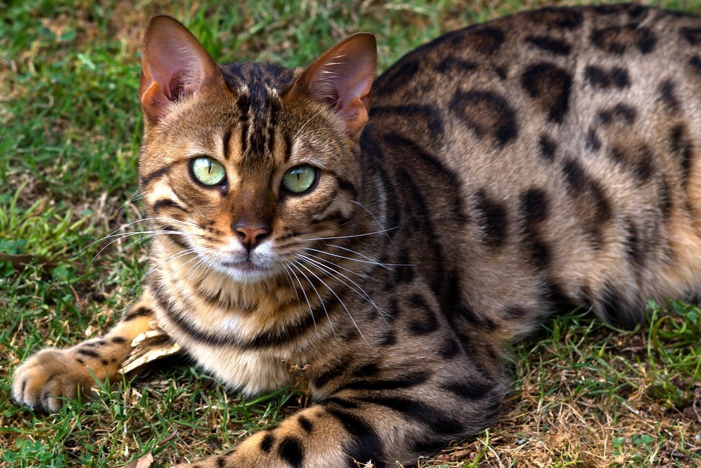 Заметки про котов от Графа:Бенгальская (или дальневосточная) кошка  (Prionailurus bengalensis) | Котенок по имени Граф | Дзен