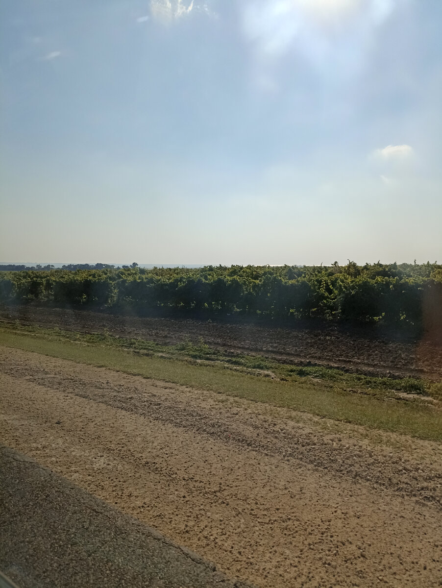 Виноградники