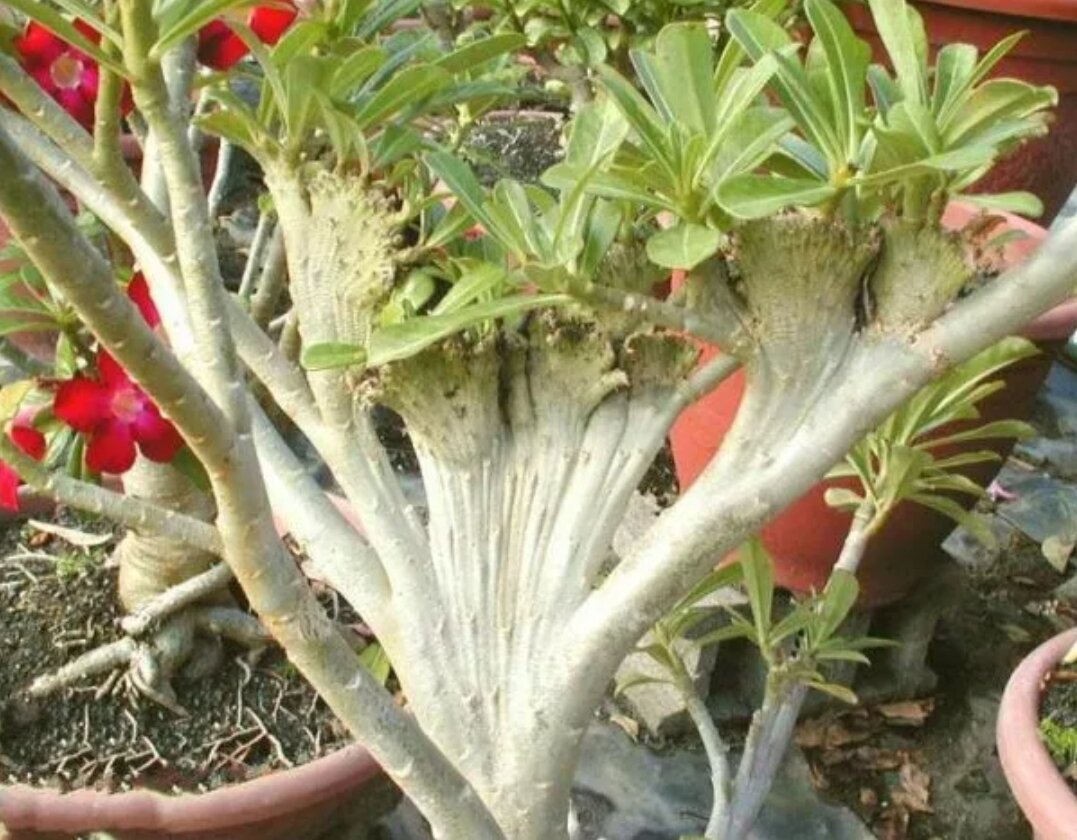 Фото из сети.  Кристатный адениум